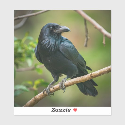 Raven on a Tree Branch シール (シート)