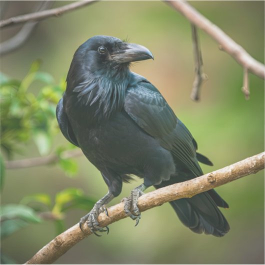 Raven on a Tree Branch シール (正面)