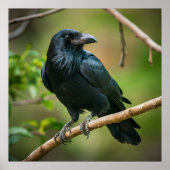 Raven on a Tree Branch ポスター (正面)
