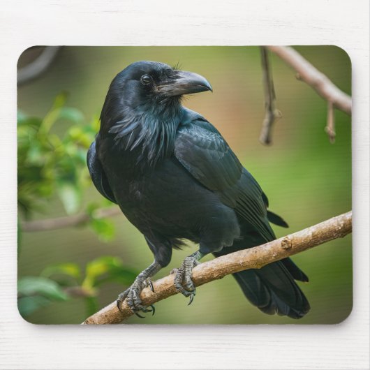 Raven on a Tree Branch マウスパッド (正面)