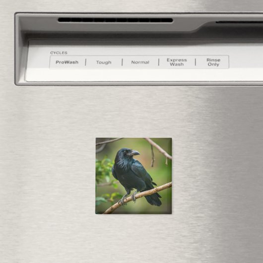 Raven on a Tree Branch マグネット (インサイチュ (食洗機))