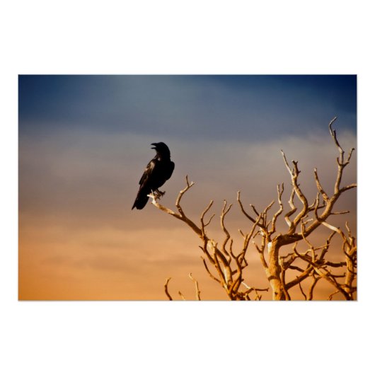 Raven on Sunlit Tree Branches，グランドキャニオン ポスター (正面)