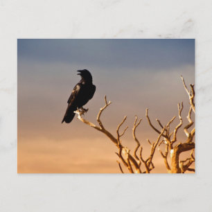Raven on Sunlit Tree Branches,グランドキャニオン ポストカード