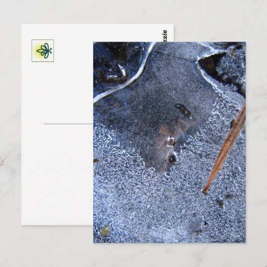 Raven Totem, Black Bird Corvid  ポストカード (正面/裏面)