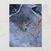 Raven Totem, Black Bird Corvid  ポストカード (正面)