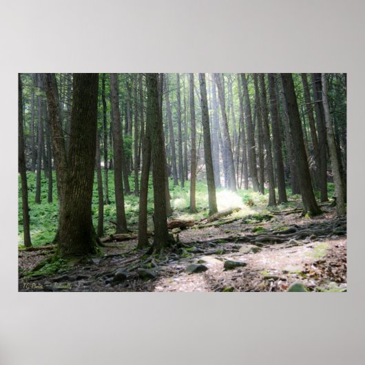 Ray of Hope 36 x 24ポスター ポスター (正面)