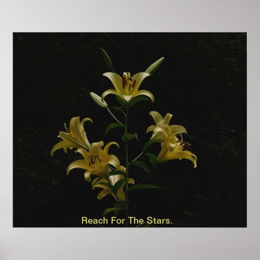 Reach For The Stars ポスター (正面)