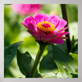 Ready to Bloom ポスター