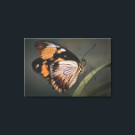 real butterfly wall art, butterfly, butterfly キャンバスプリント<br><div class="desc">butterfly</div>