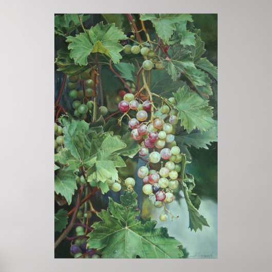 Realistic Grape Vine with Leaves – Fine Art ポスター (正面)