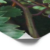Realistic Grape Vine with Leaves – Fine Art ポスター (コーナー)