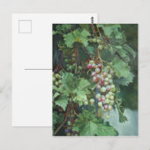 Realistic Grape Vine with Leaves – Fine Art ポストカード (正面/裏面)