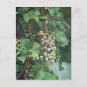 Realistic Grape Vine with Leaves – Fine Art ポストカード (正面)