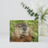 Realistic Groundhog Close Up Nature Wildlife Photo ポストカード (スタンド正面)