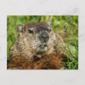 Realistic Groundhog Close Up Nature Wildlife Photo ポストカード (正面)