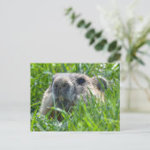 Realistic Groundhog Head Peeking Through Grass Art ポストカード (スタンド正面)