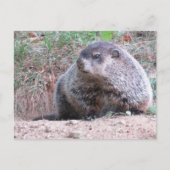 Realistic Groundhog Sitting By Burrow Nature Photo ポストカード (正面)