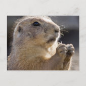 Realistic Natural Profile Groundhog Paws Up Photo ポストカード (正面)