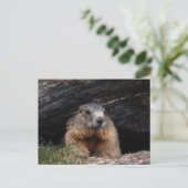Realistic Nature Groundhog Peeking From Rocky Cave ポストカード (スタンド正面)