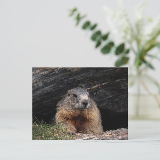 Realistic Nature Groundhog Peeking From Rocky Cave ポストカード (スタンド正面)