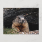 Realistic Nature Groundhog Peeking From Rocky Cave ポストカード (正面)