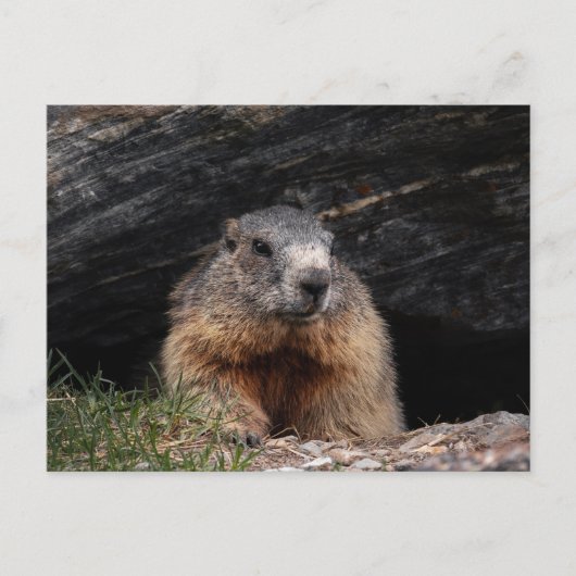 Realistic Nature Groundhog Peeking From Rocky Cave ポストカード (正面)