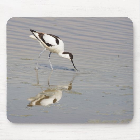 Recurvirostra avosetta マウスパッド (正面)