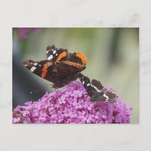 Red Admiral and Map Butterfly DIY Postcard シーズンポストカード (正面)