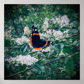 Red Admiral Butterfly ポスター