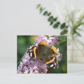 Red Admiral Butterfly and Budleiaはがき ポストカード (スタンド正面)