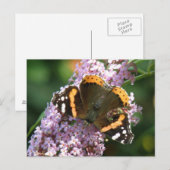 Red Admiral Butterfly and Budleiaはがき ポストカード (正面/裏面)