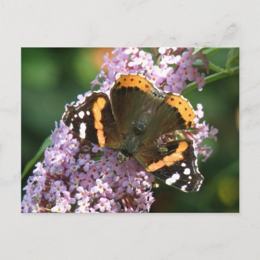 Red Admiral Butterfly and Budleiaはがき ポストカード (正面)