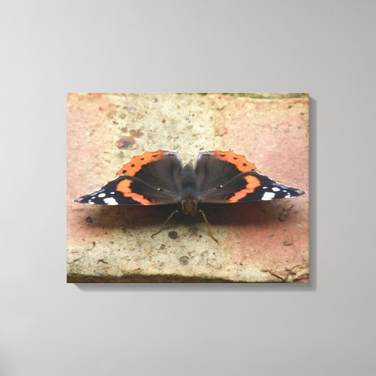 Red Admiral Butterfly Canvas Print キャンバスプリント (正面)