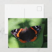 Red Admiral Butterfly on Green Leaves  ポストカード (正面/裏面)