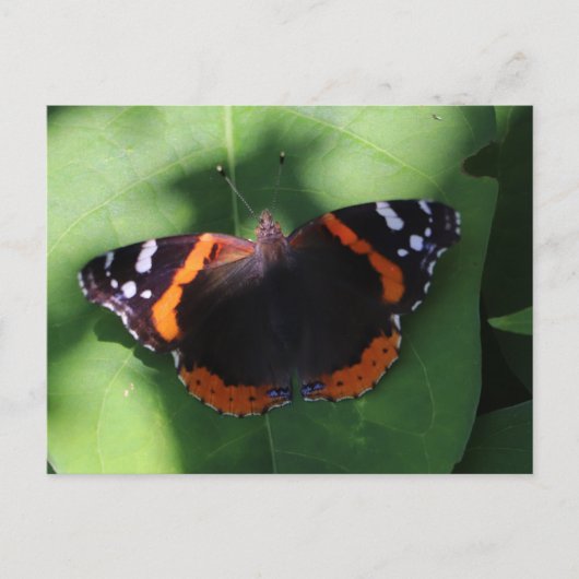 Red Admiral Butterfly on Green Leaves  ポストカード (正面)