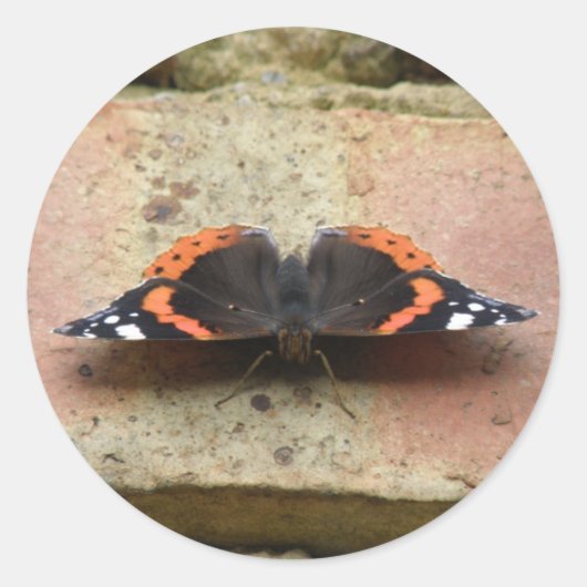 Red Admiral Butteringステッカー ラウンドシール (正面)