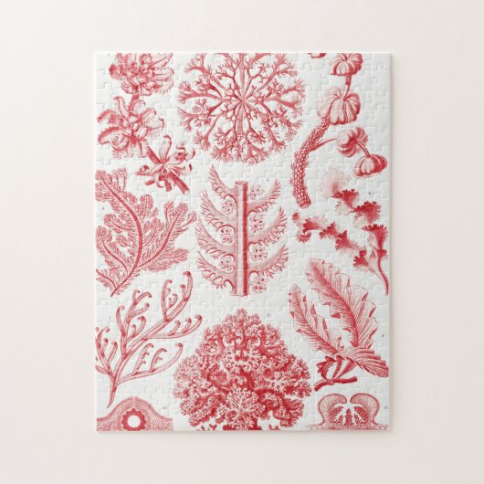 Red Alga Sea, Florideae Rotalgen by Ernst Haeckel ジグソーパズル (縦)