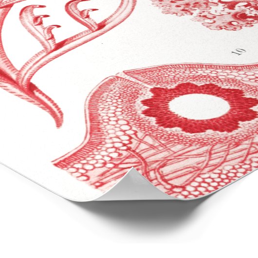 Red Alga Sea, Florideae Rotalgen by Ernst Haeckel ポスター (角)