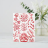 Red Alga Sea, Florideae Rotalgen by Ernst Haeckel ポストカード (スタンド正面)