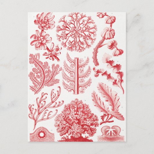 Red Alga Sea, Florideae Rotalgen by Ernst Haeckel ポストカード (正面)