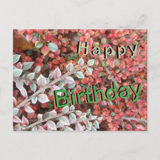Red and Green Leaves Cust. Happy Birthday Postcard シーズンポストカード