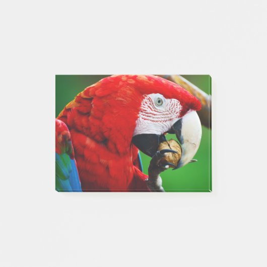 Red-and-green Macaw ポストイット (正面)