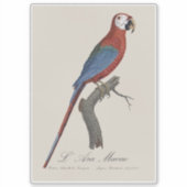 Red-and-green Macaw, Ara chloropterus シール (正面)