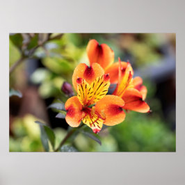 Red and Orange Alstroemeria Flowers ポスター