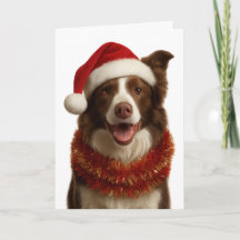 Red and white Border Collie Christmas card