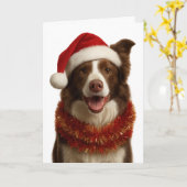 Red and white Border Collie Christmas card カード (黄色い花)