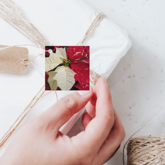 Red and White Variegate Poinsettia Holiday フェイバータグ