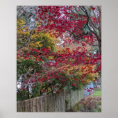 Red and Yellow Autumn Maple Leaves ポスター (正面)