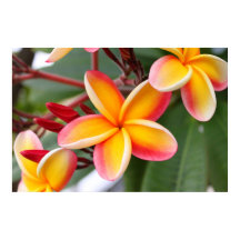Red and Yellow Plumeria Flowers 3