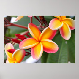Red and Yellow Plumeria Flowers 3 ポスター